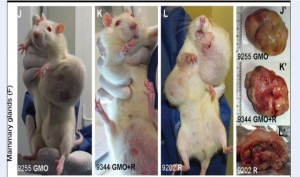 Seralini study - rat tumors from eating GMO feed